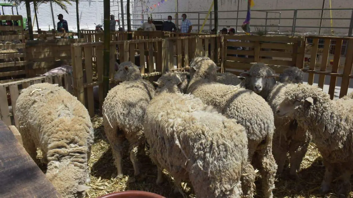 Exposición ganadera en la feria